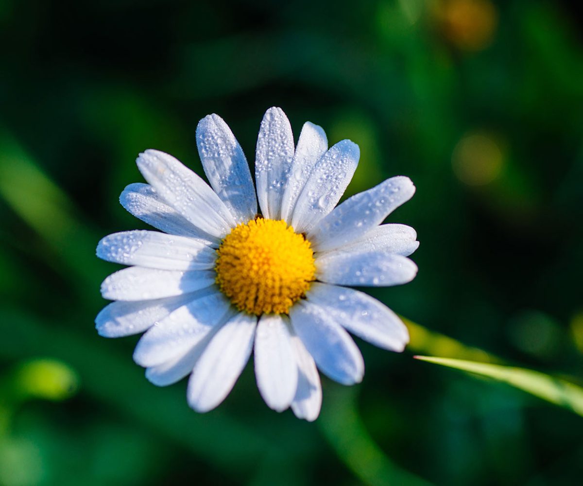 horm-stories-39-cover